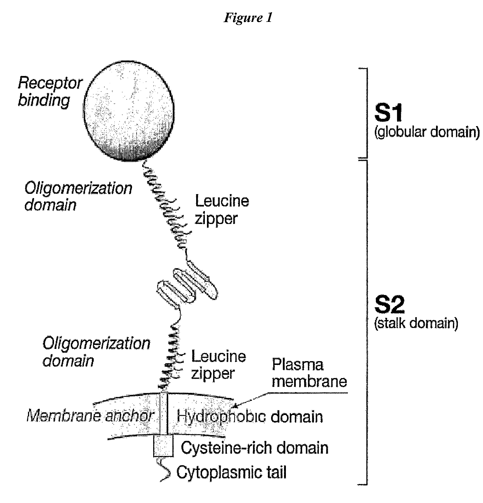 Polypeptides for oligomeric assembly of antigens