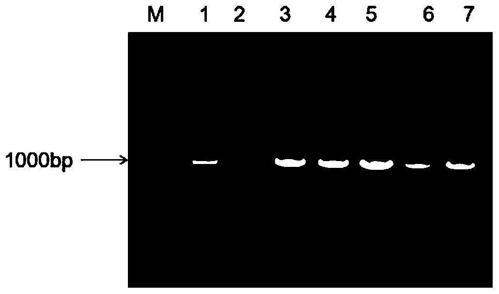 Borage promoter and application thereof