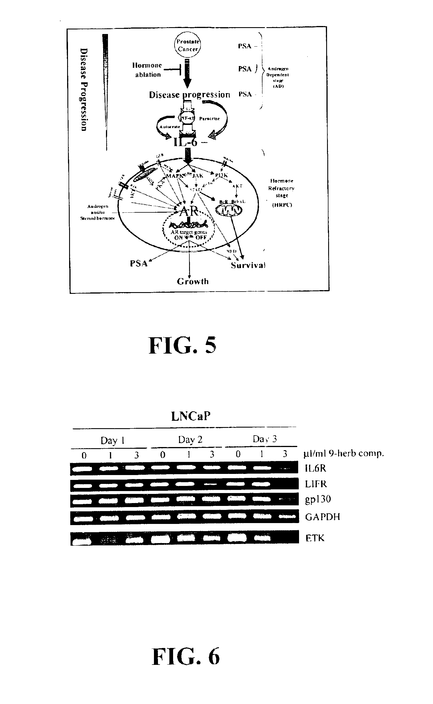 Compositions and methods for prostate and kidney health and disorders, an herbal preparation