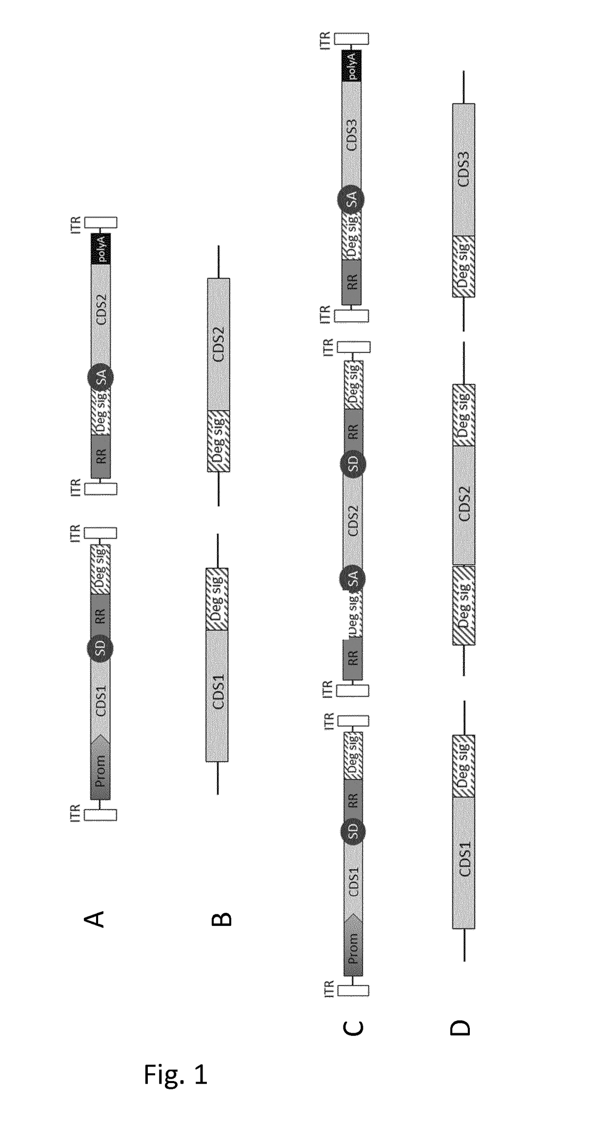 Multiple vector system and uses thereof