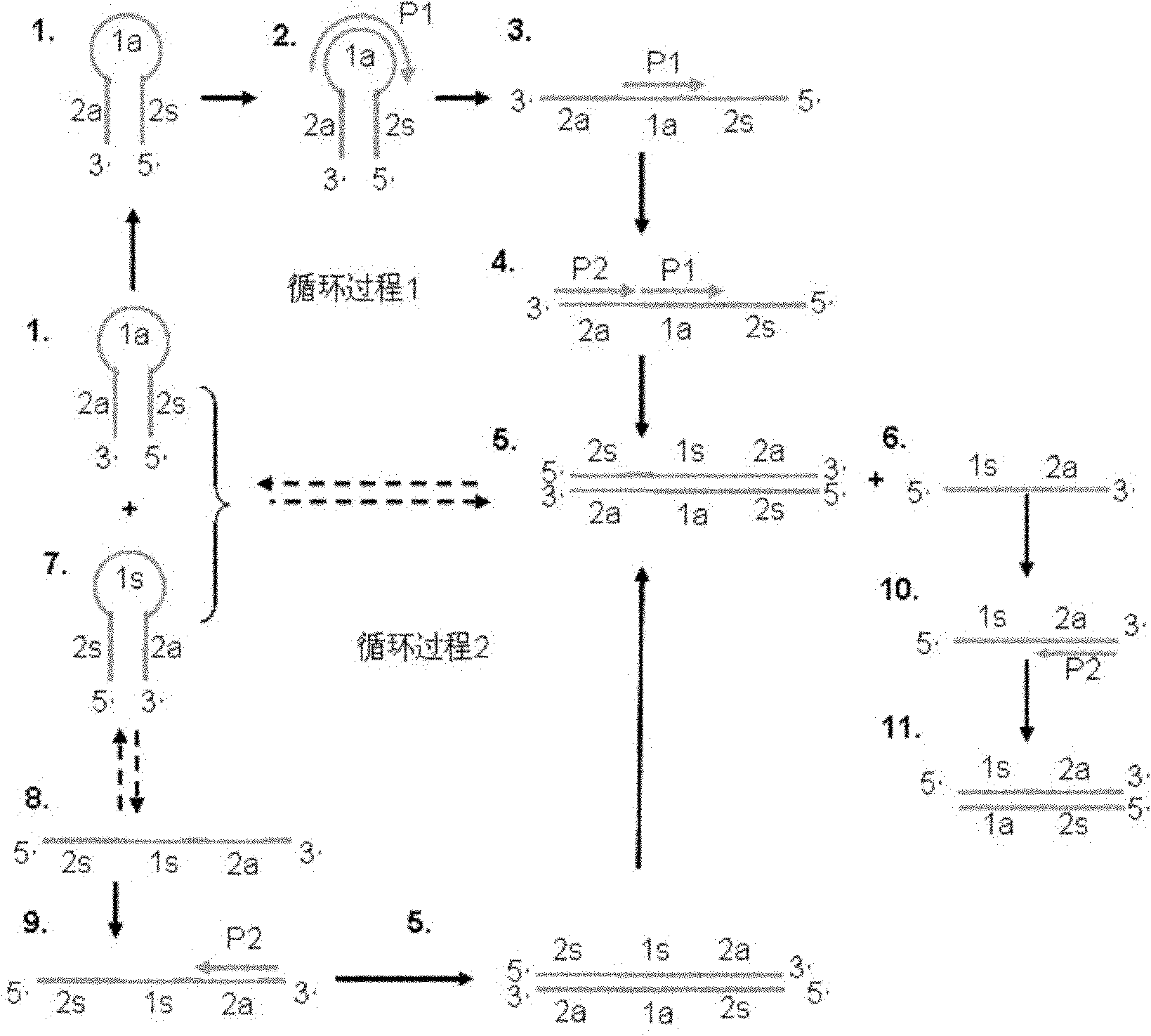 Internal reference detection system and kit for isothermal nucleic acid amplification reaction