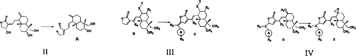 Andrographolide analogue and application of andrographolide analogue to treatment