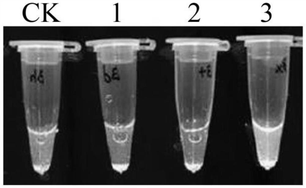 A kind of litsea cubeba tissue culture method