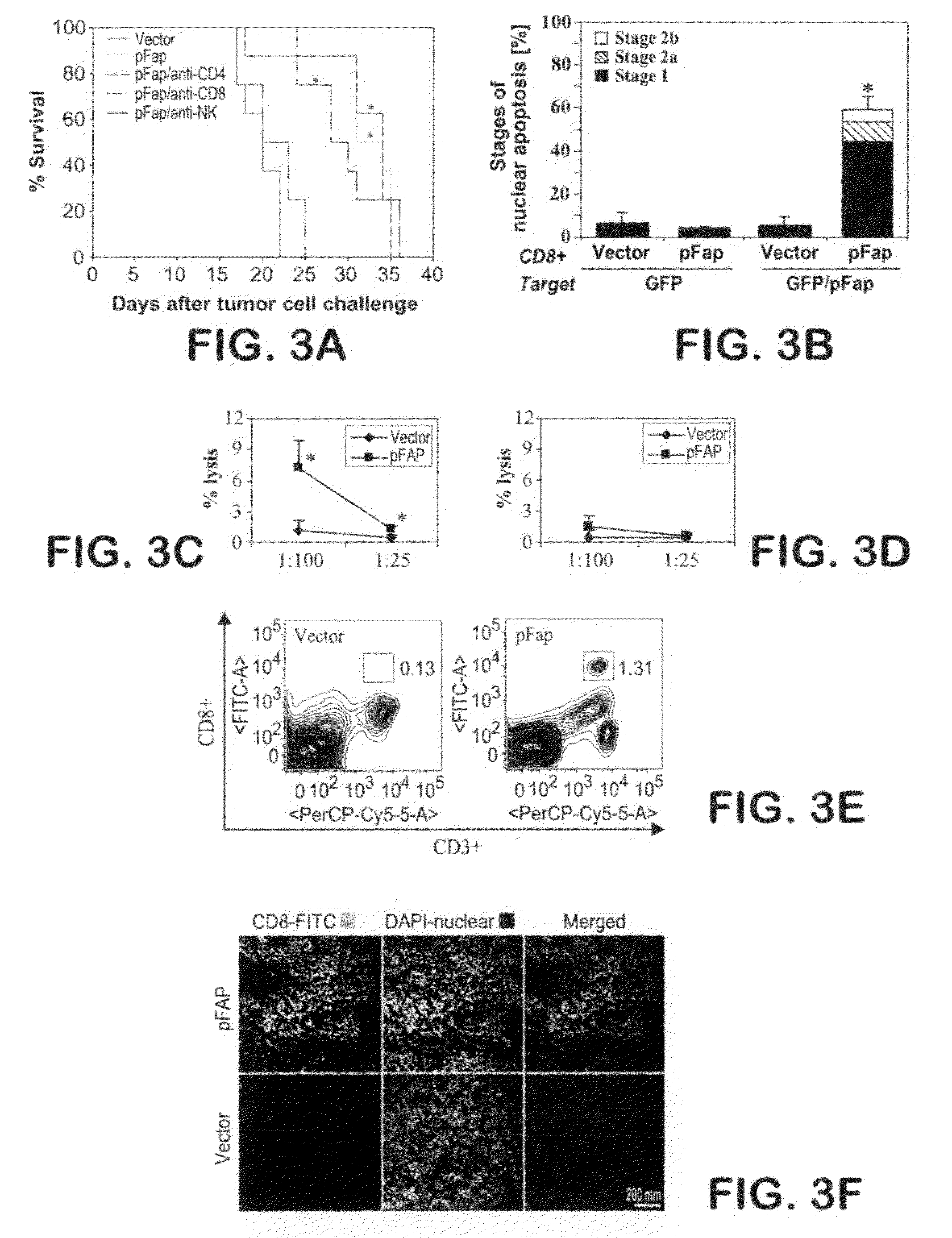 DNA composition against tumor stromal antigen FAP and methods of use thereof