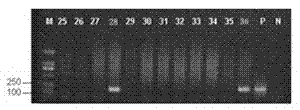 Polymerase chain reaction (PCR) detection kit for chromosome-integrated herpesvirus hominis 6