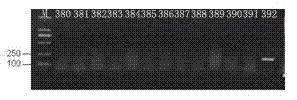 Polymerase chain reaction (PCR) detection kit for chromosome-integrated herpesvirus hominis 6