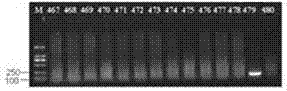 Polymerase chain reaction (PCR) detection kit for chromosome-integrated herpesvirus hominis 6