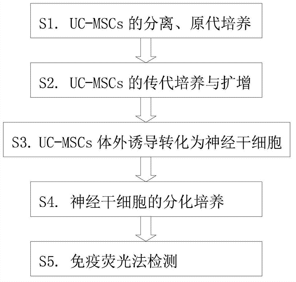 Inducing method for differentiating umbilical cord mesenchymal stem cells into neural stem cells