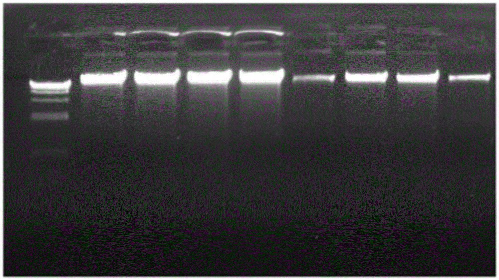 Nucleic acid releaser and method for quickly extracting nucleic acids from dried blood spots