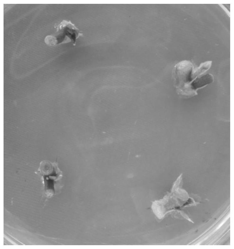 Tissue culture regeneration method of Denmark hibiscus