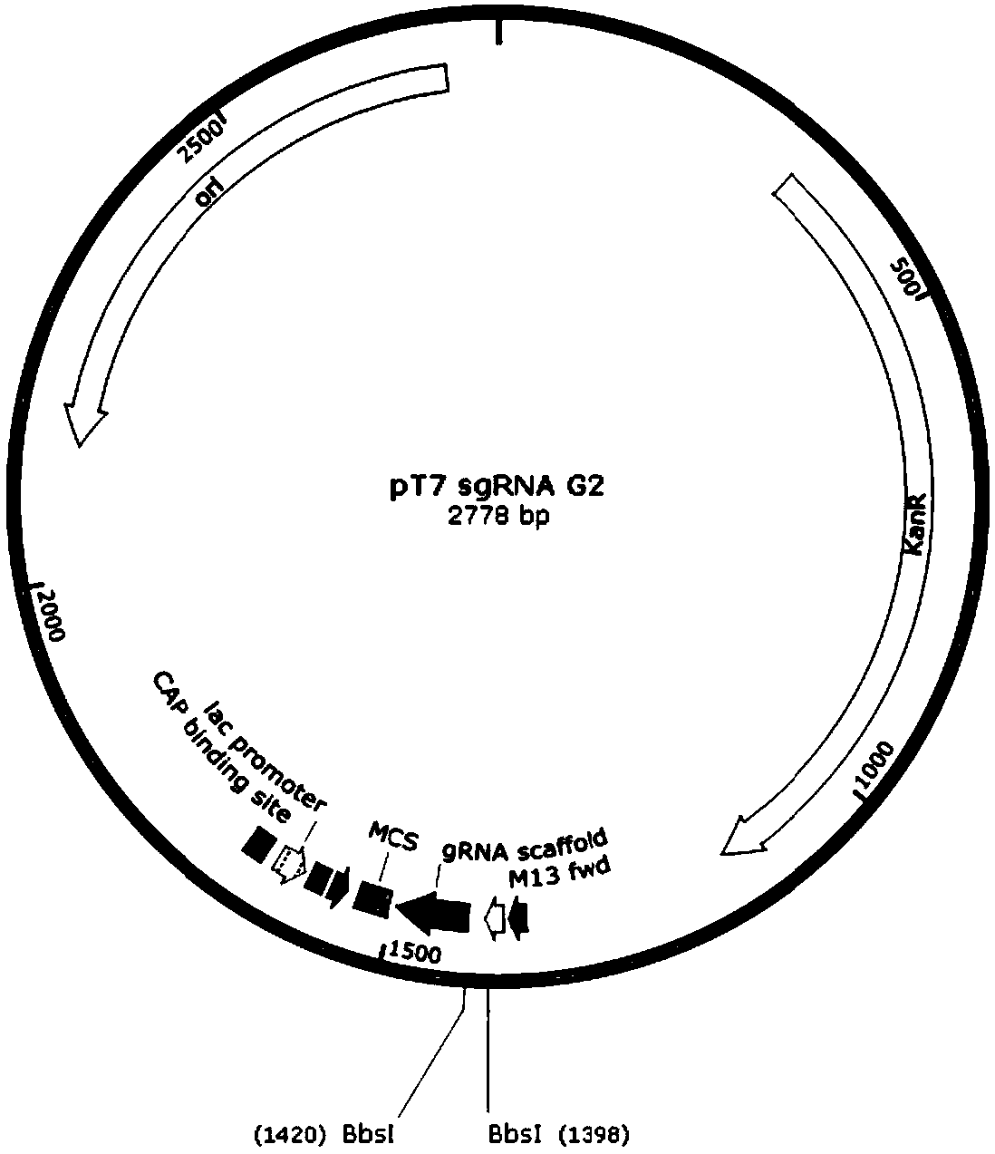 Preparation method and application of non-human animals or offspring thereof genetically modified by Hr gene