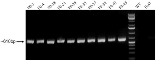 Preparation method and application of non-human animals or offspring thereof genetically modified by Hr gene