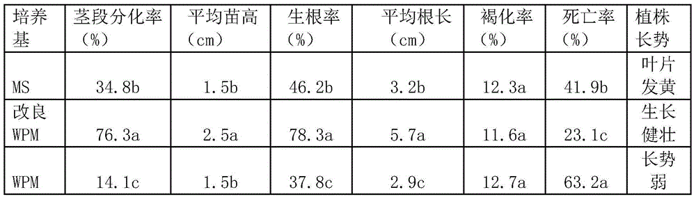 A kind of culture medium of blueberry Mayden primary culture and its preparation method and application