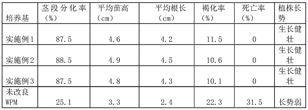 A kind of culture medium of blueberry Mayden primary culture and its preparation method and application