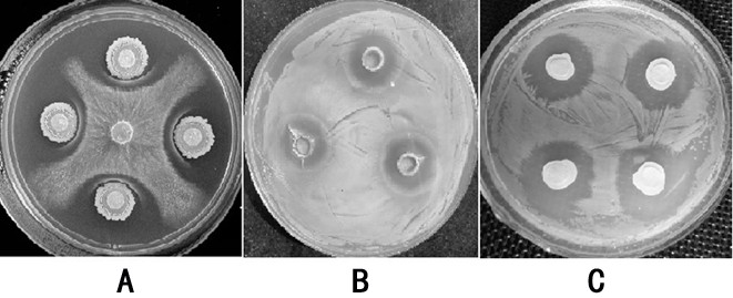 Bacillus velezensis and use thereof in preventing and treating diseases of bergamot pears