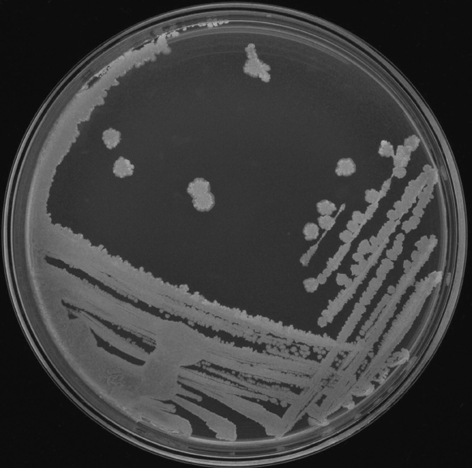 Bacillus velezensis and use thereof in preventing and treating diseases of bergamot pears