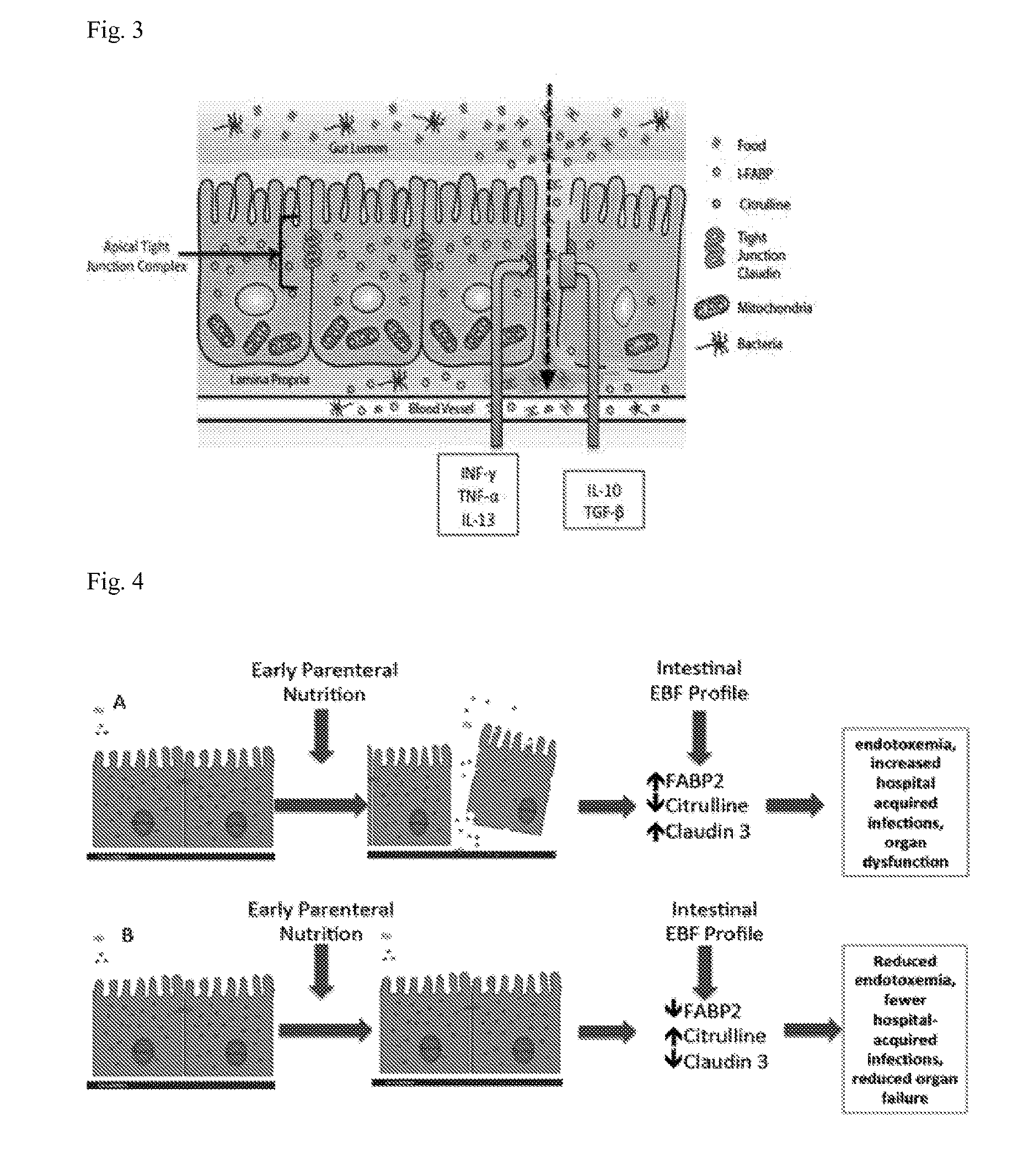 Methods and materials for characterizing intestinal barrier function