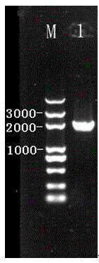 A kind of galactosidase and polynucleotide encoding this enzyme