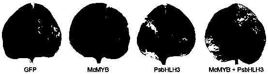 Myrciaria cauliflora myb transcription factor McMYB and plum bHLH transcription factor PsbHLH and application thereof