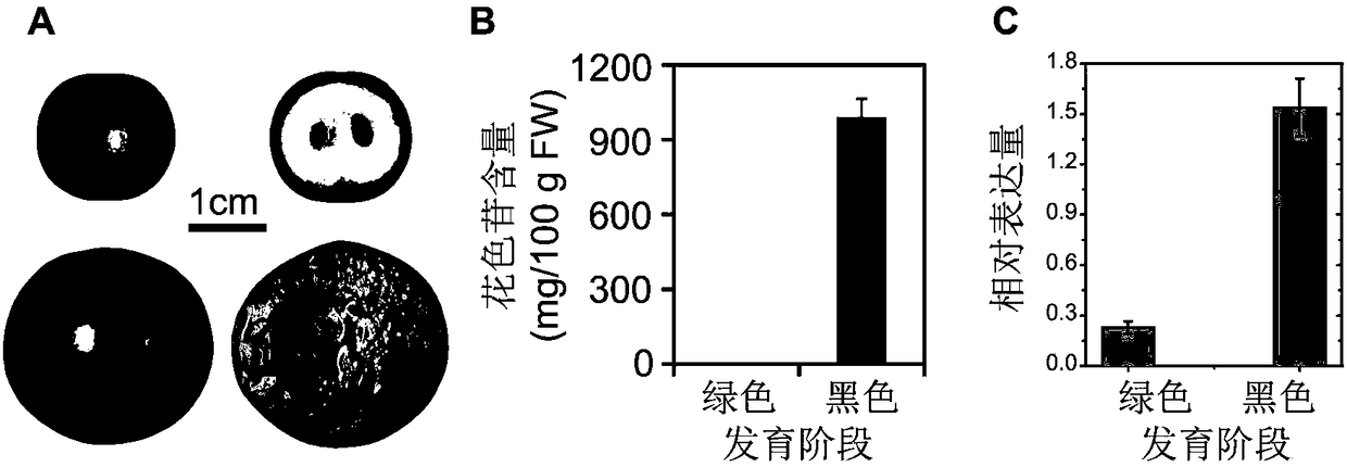 Myrciaria cauliflora myb transcription factor McMYB and plum bHLH transcription factor PsbHLH and application thereof