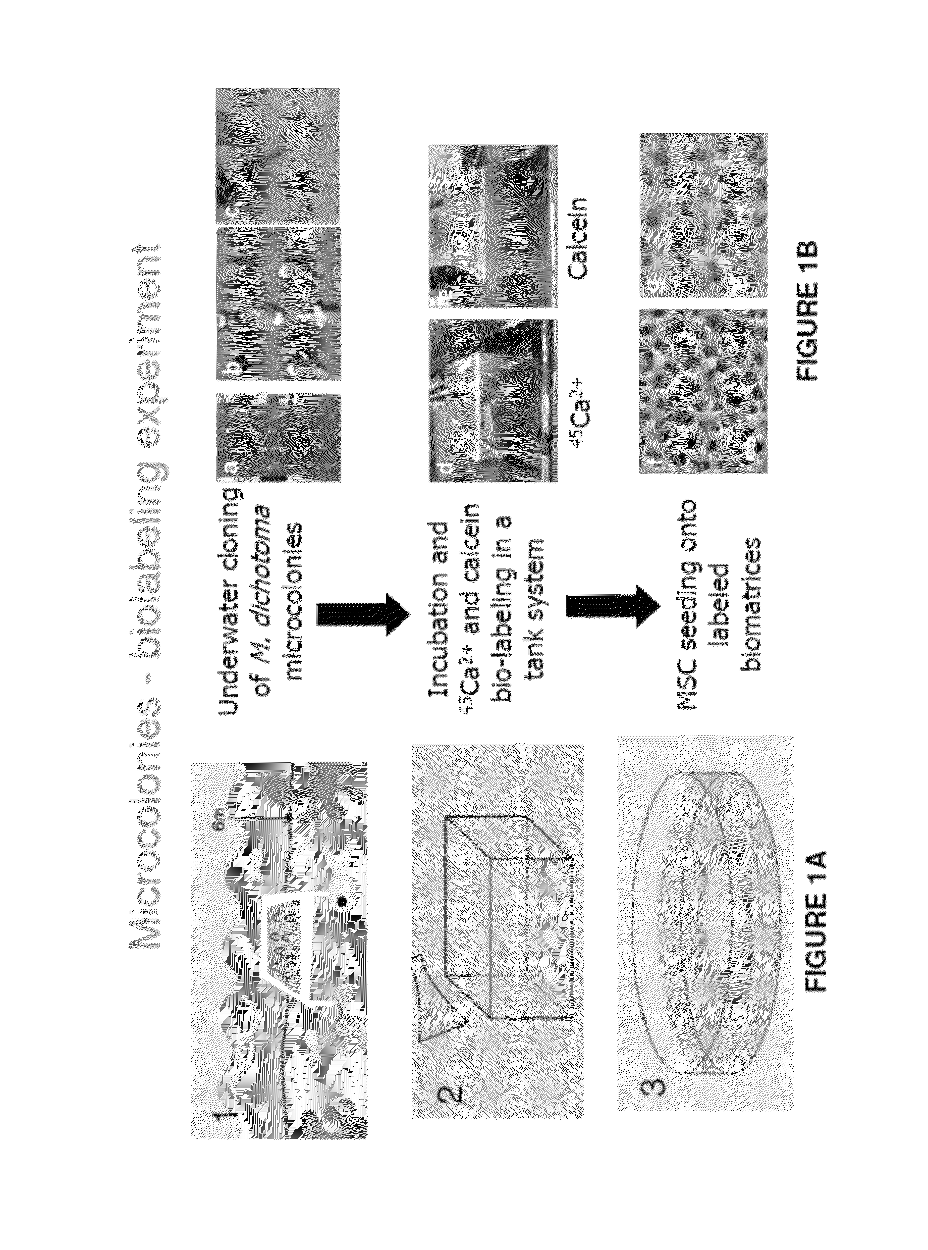 Calcium-mediated effects of coral and methods of use thereof