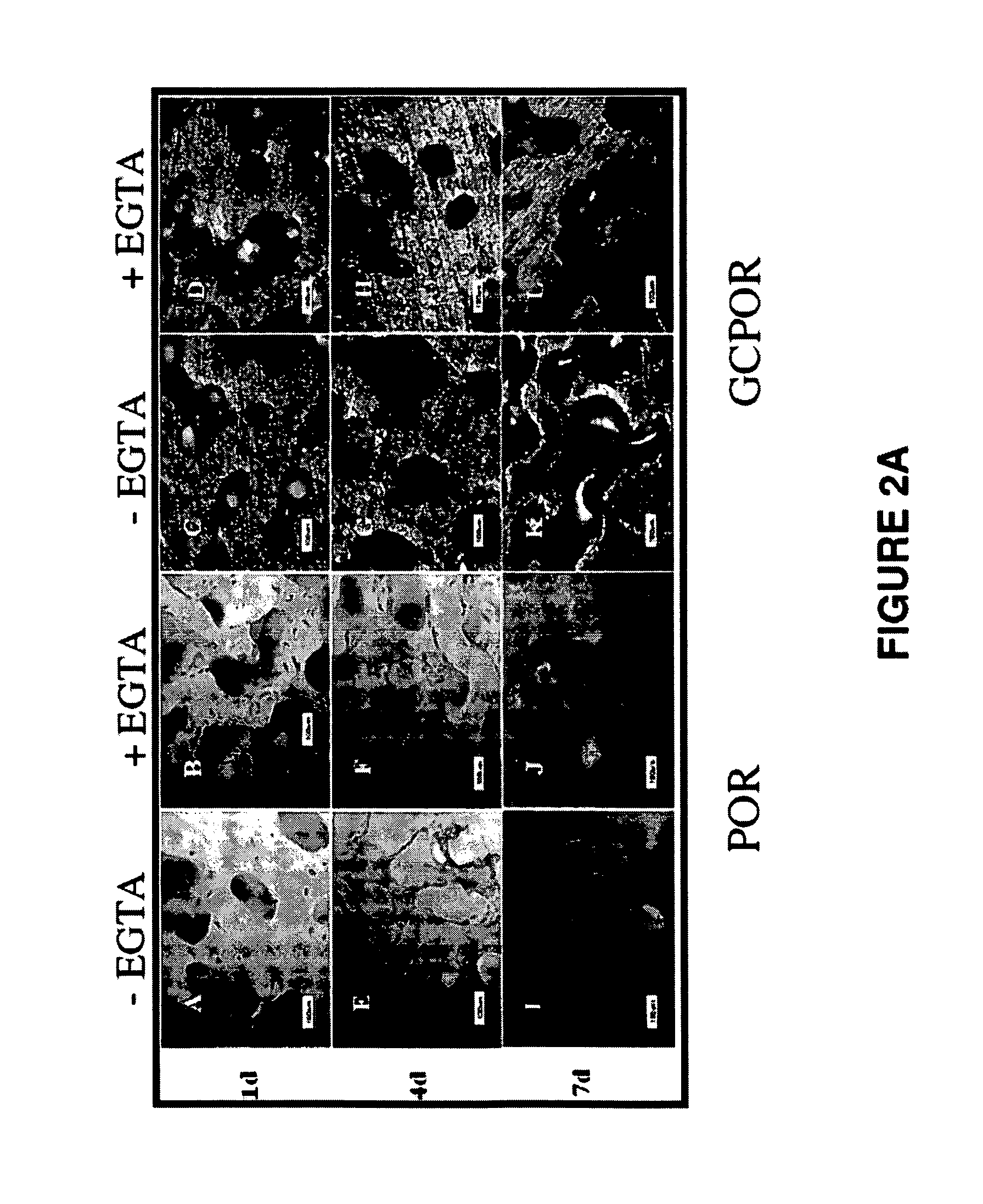 Calcium-mediated effects of coral and methods of use thereof