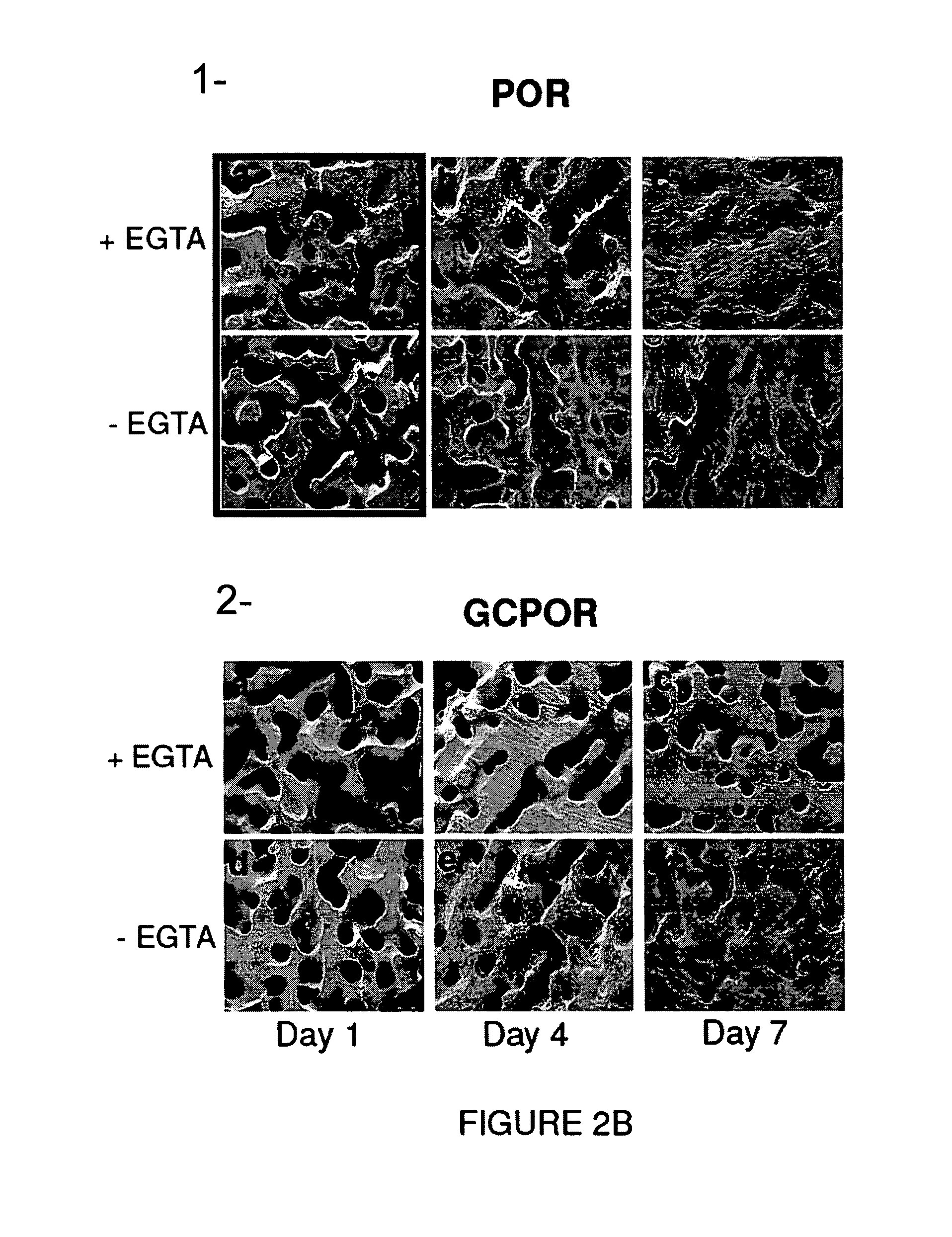 Calcium-mediated effects of coral and methods of use thereof