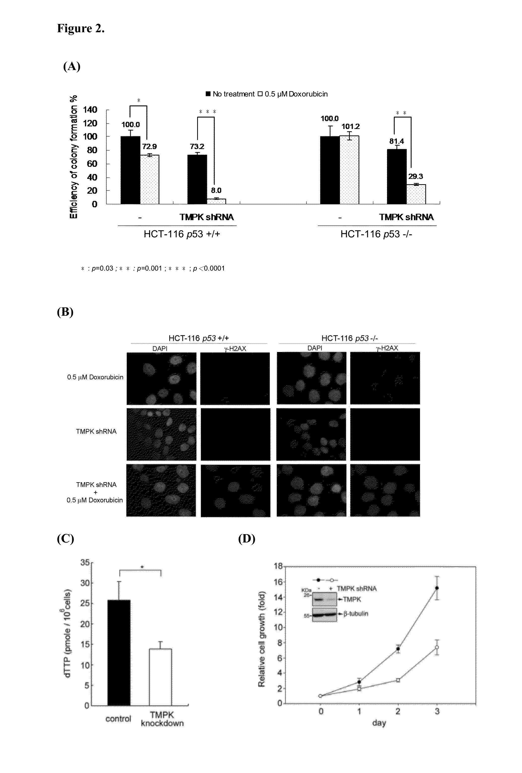 Targeting human thymidylate kinase induces DNA repair toxicity in malignant tumor cells