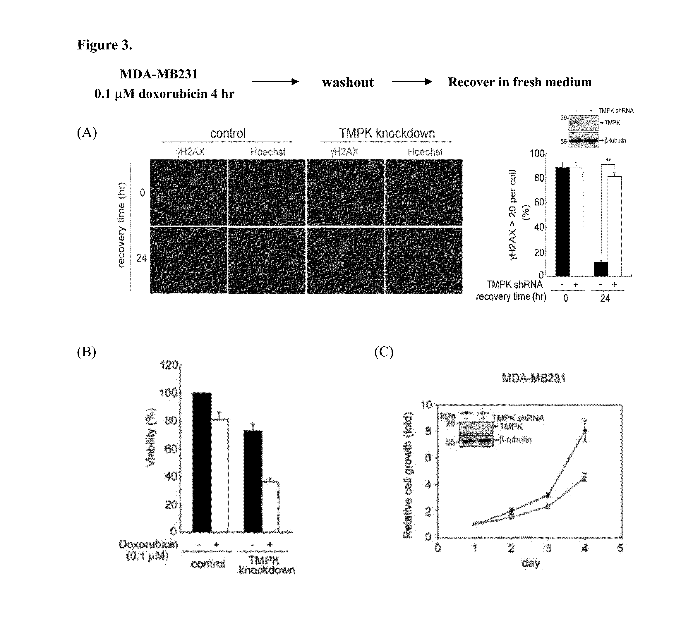 Targeting human thymidylate kinase induces DNA repair toxicity in malignant tumor cells