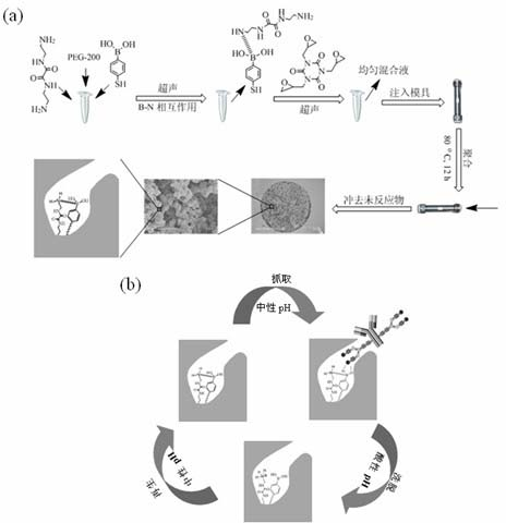 Biomimetic monolithic material with affine selectivity similar to that of protein A and preparation method and application thereof