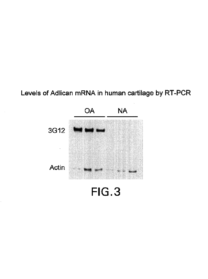 Arthritis-associated protein