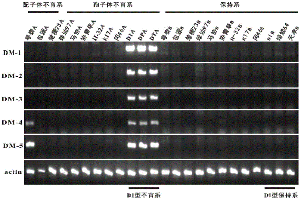 A kind of identification method of d1 type rice cytoplasmic sterile line and its hybrid combination