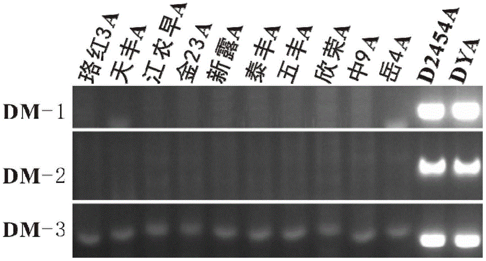 A kind of identification method of d1 type rice cytoplasmic sterile line and its hybrid combination