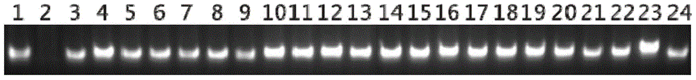 A kind of identification method of d1 type rice cytoplasmic sterile line and its hybrid combination