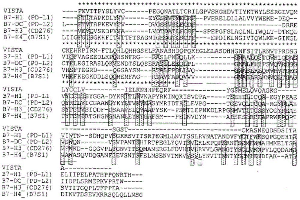 Novel VISTA-IG constructs and the use of VISTA-IG for treatment of autoimmune, allergic and inflammatory disorders