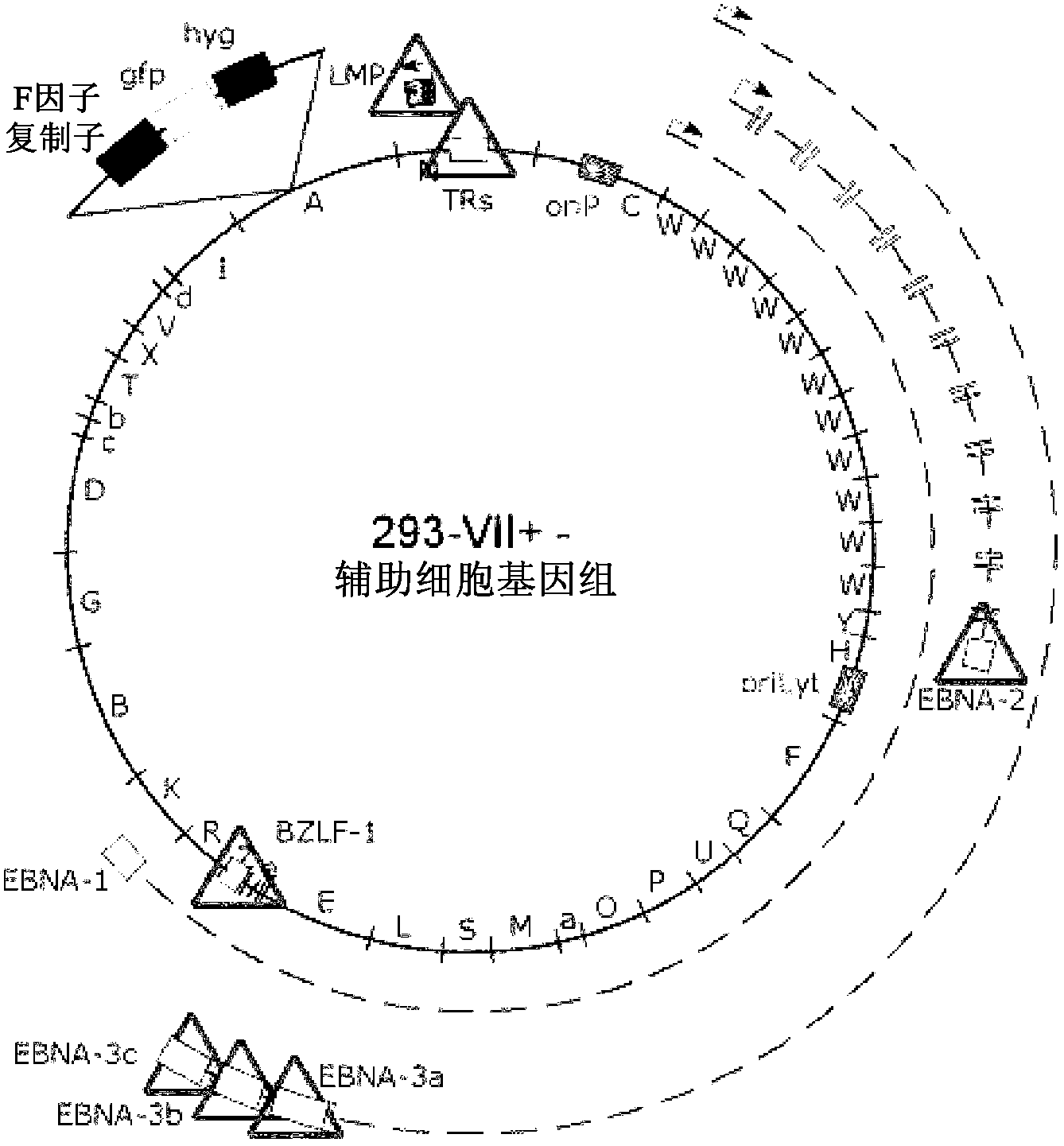 An epstein-barr-virus vaccine