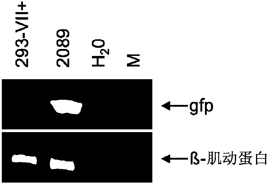 An epstein-barr-virus vaccine