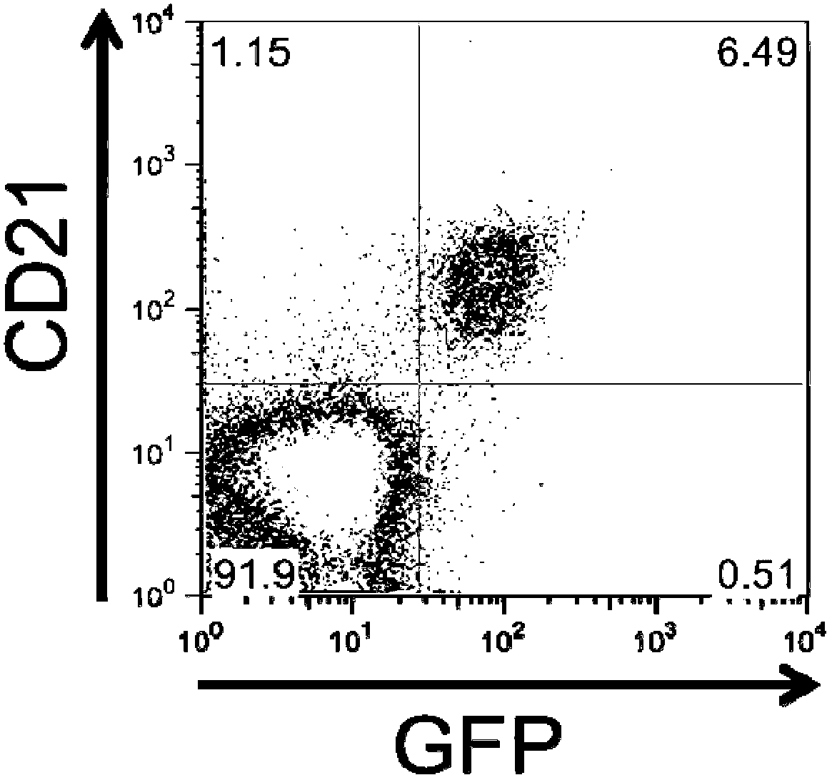 An epstein-barr-virus vaccine