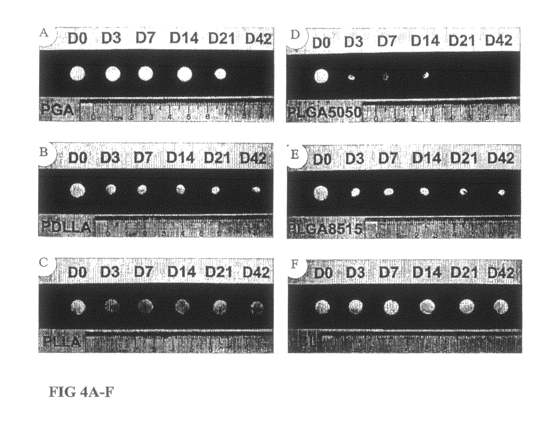 Tissue engineered cartilage, method of making same, therapeutic and cosmetic surgical applications using same