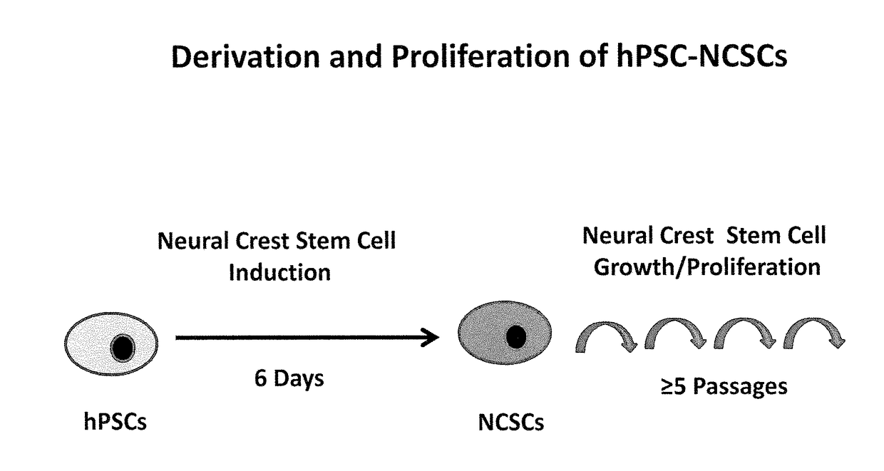 Derivation of neural crest stem cells and uses thereof