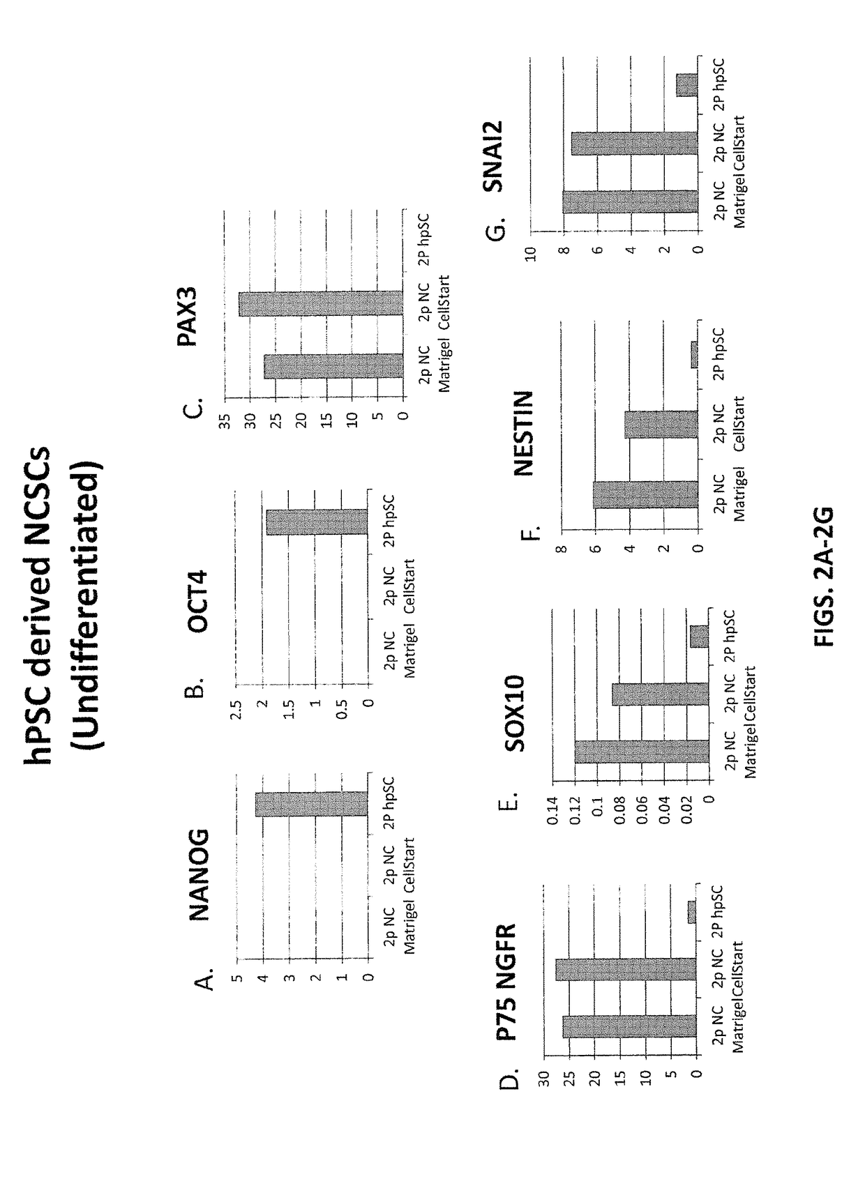 Derivation of neural crest stem cells and uses thereof