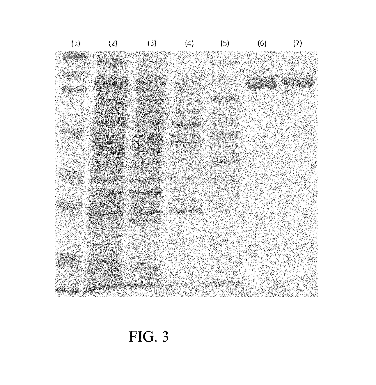 Production of high purity chondroitinase ABC