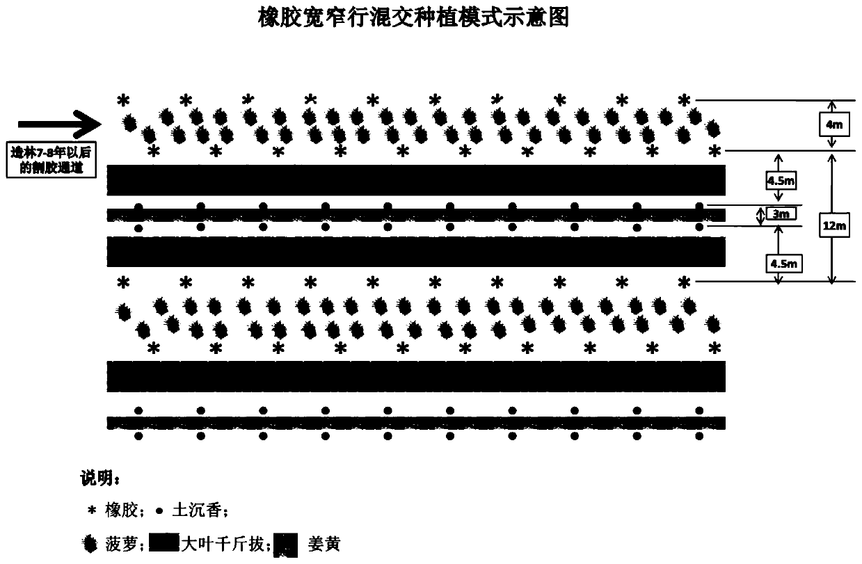 Mixed forestation method for improving economic values of rubber plantation