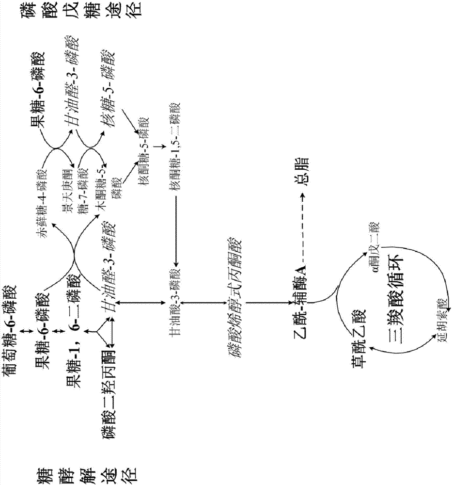 Method for improving heterotrophic microbial fermentation via multiple chemical promoters to produce docosahexenoic acid