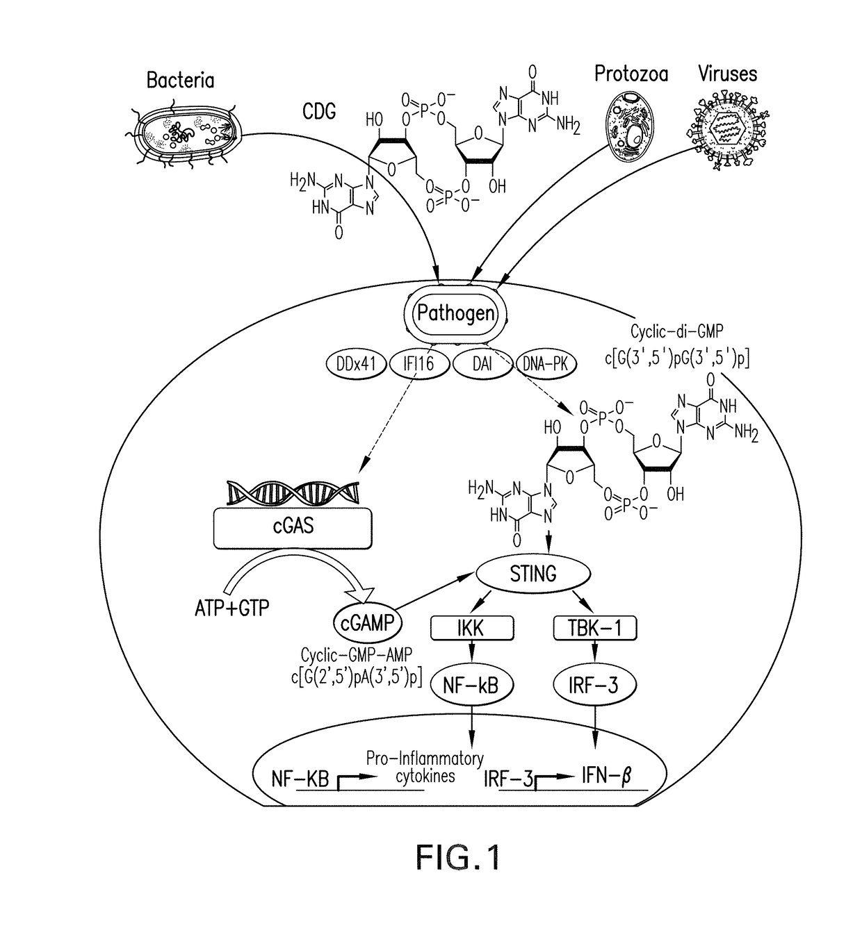 Compositions and methods for cancer immunotherapy