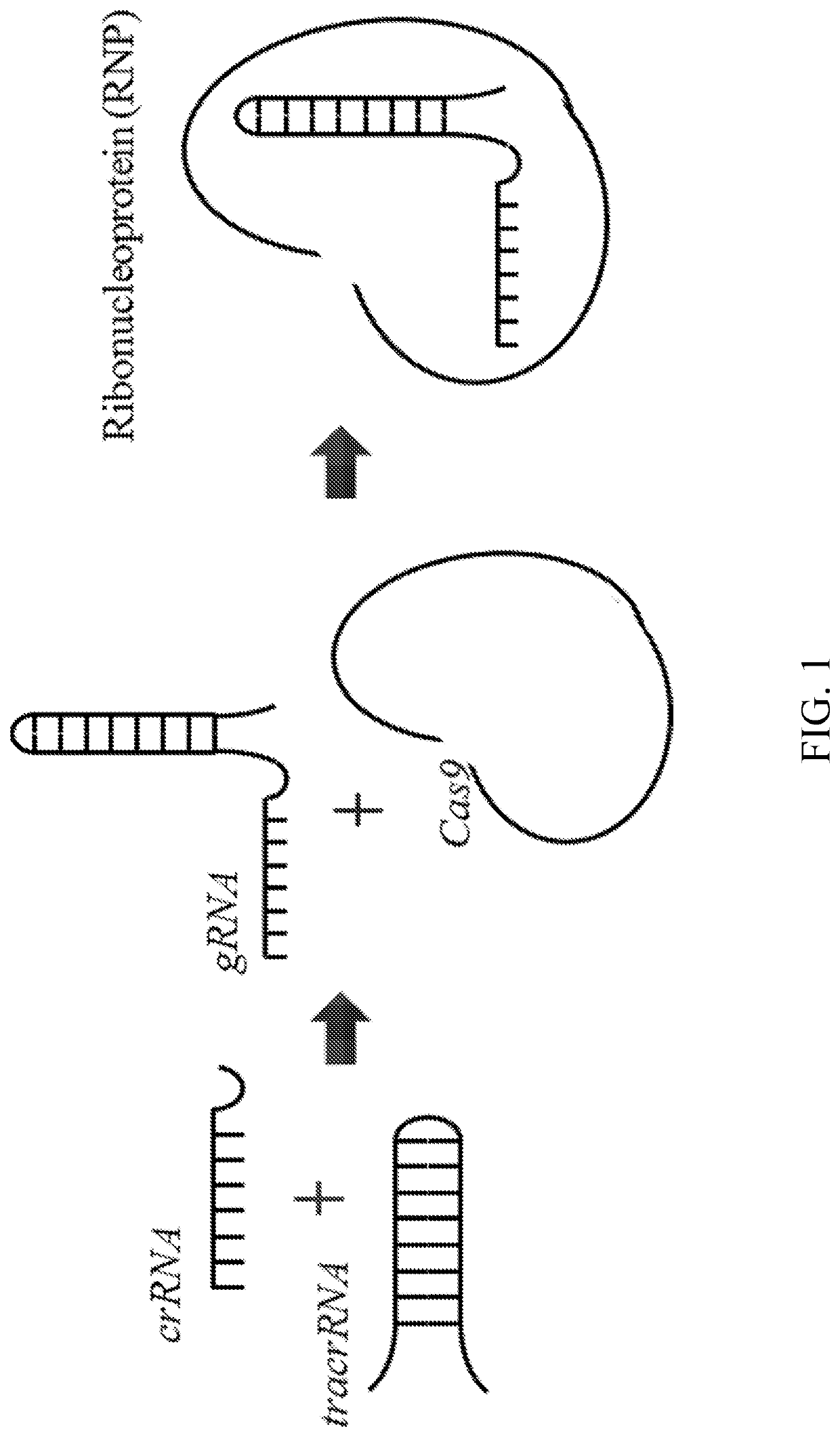 Methods for in vitro site-directed mutagenesis using gene editing technologies