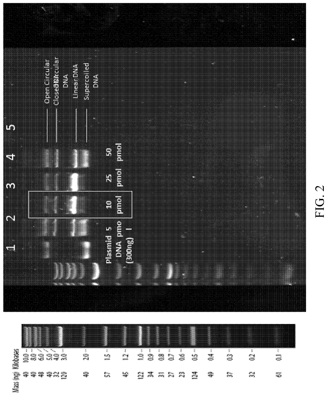 Methods for in vitro site-directed mutagenesis using gene editing technologies