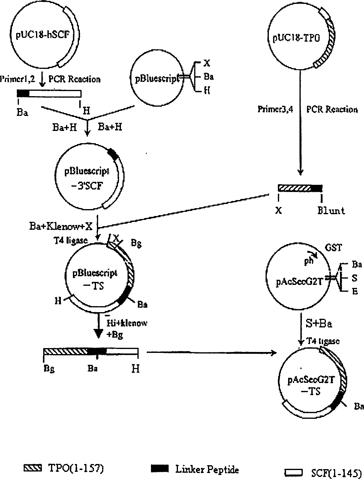 Recombinant human platelet auxin/dry cell factor fusion protein and preparation thereof