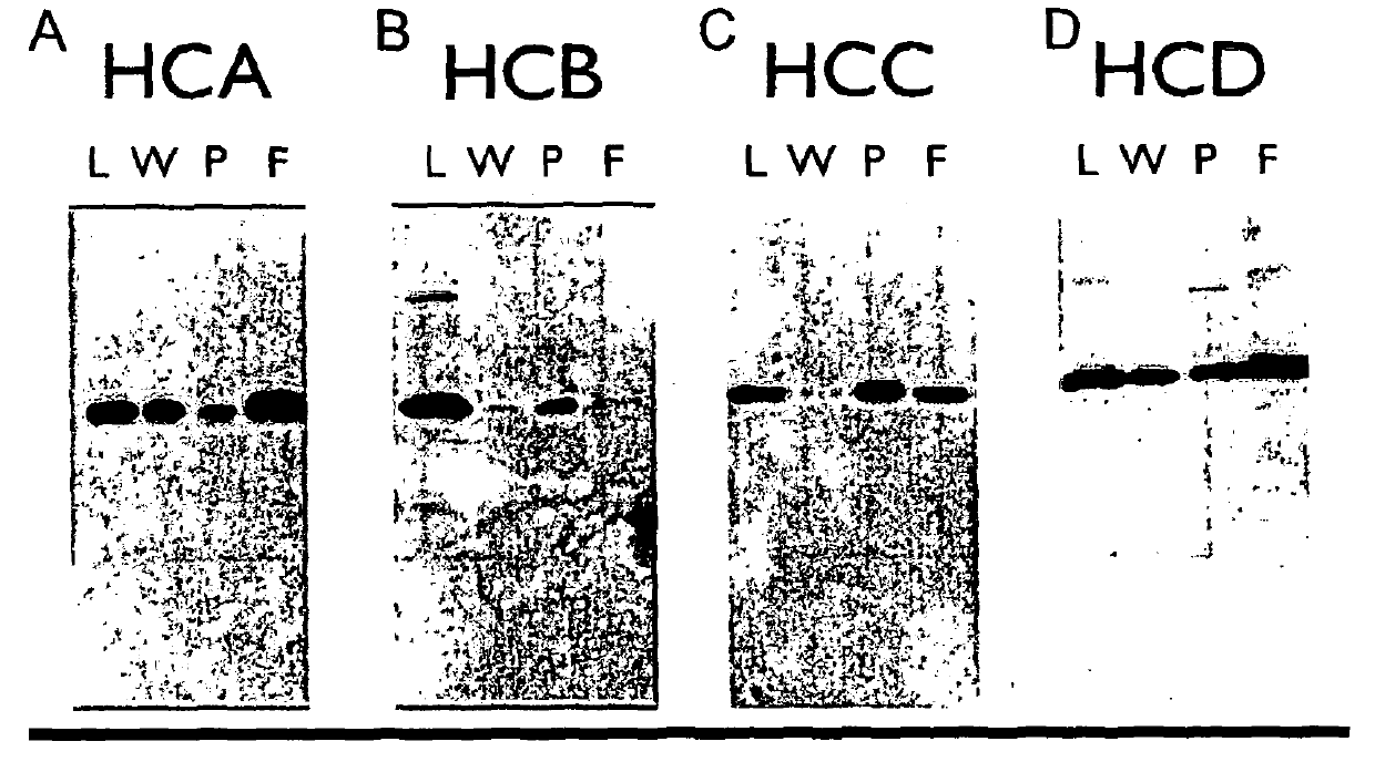 Caninized anti-nerve growth factor antibodies