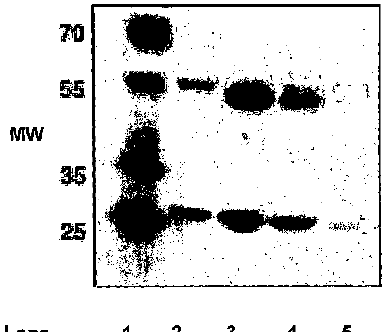 Caninized anti-nerve growth factor antibodies